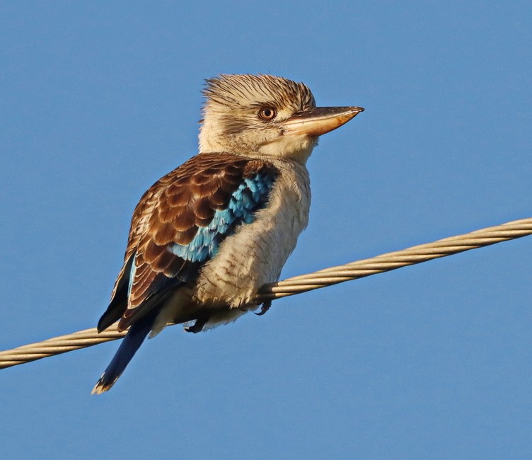 Blue-winged kookaburra